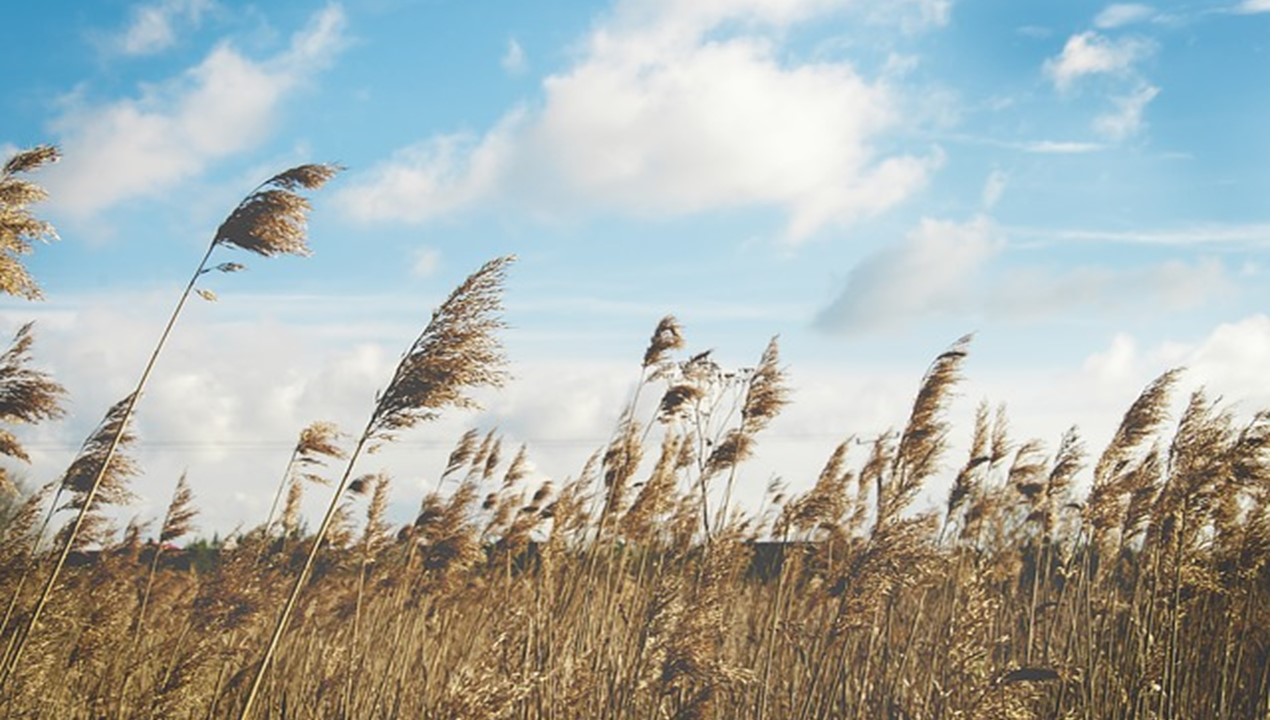 Viento, maldito viento